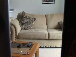 Fucking my busty Latin GF on a couch