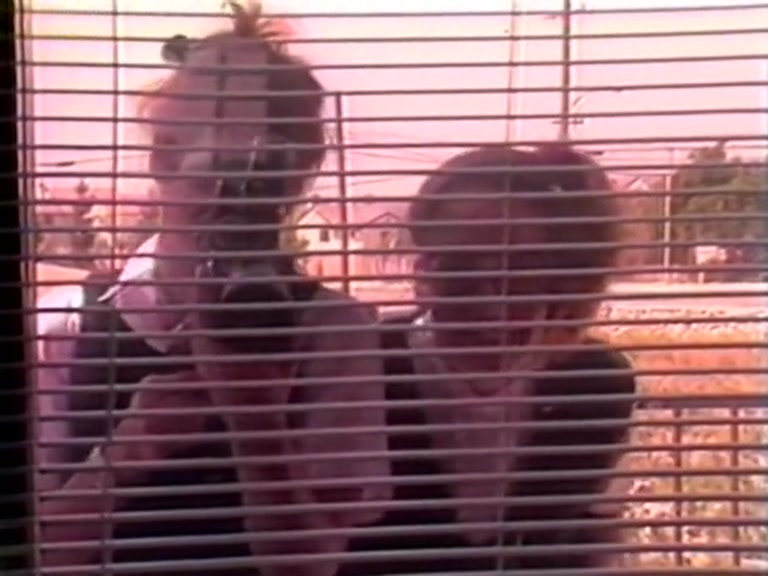 The explosive threesome fuck scenes