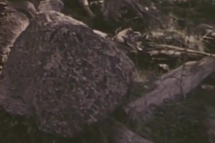 Large Hands (the Touch Of His Hand, 1973)