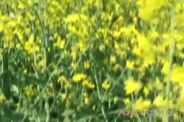 Susanna White In Lesbians Make Love In Yellow Flowers Field