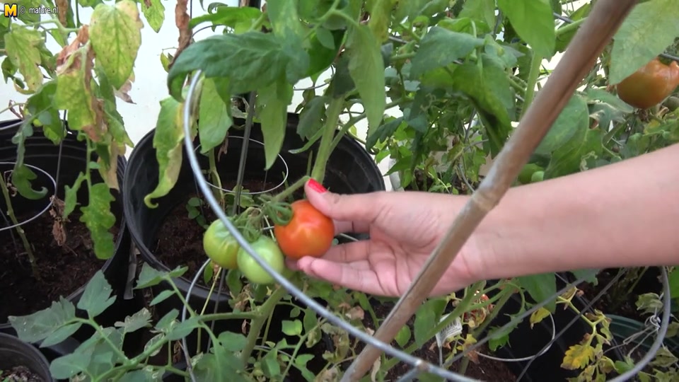 Mature nympho getting naked in the garden