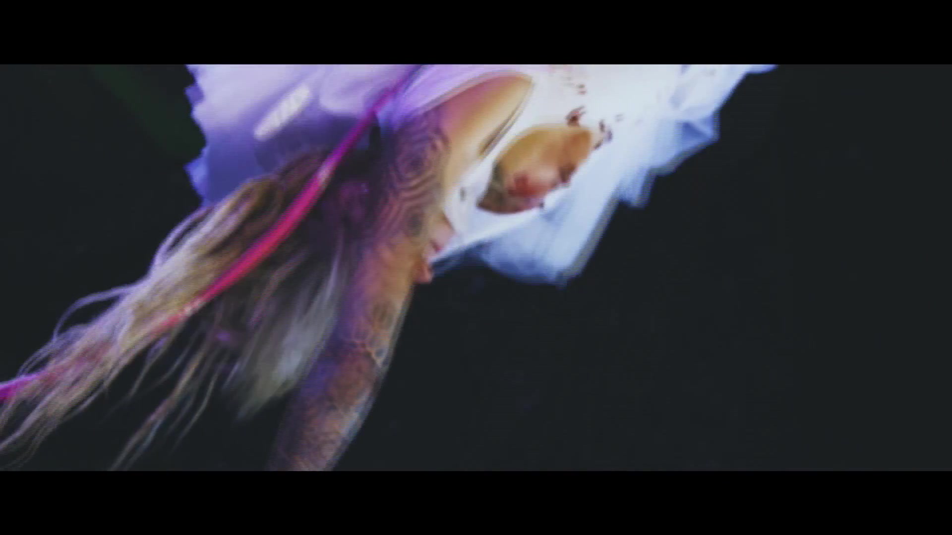 Shine White - 2019