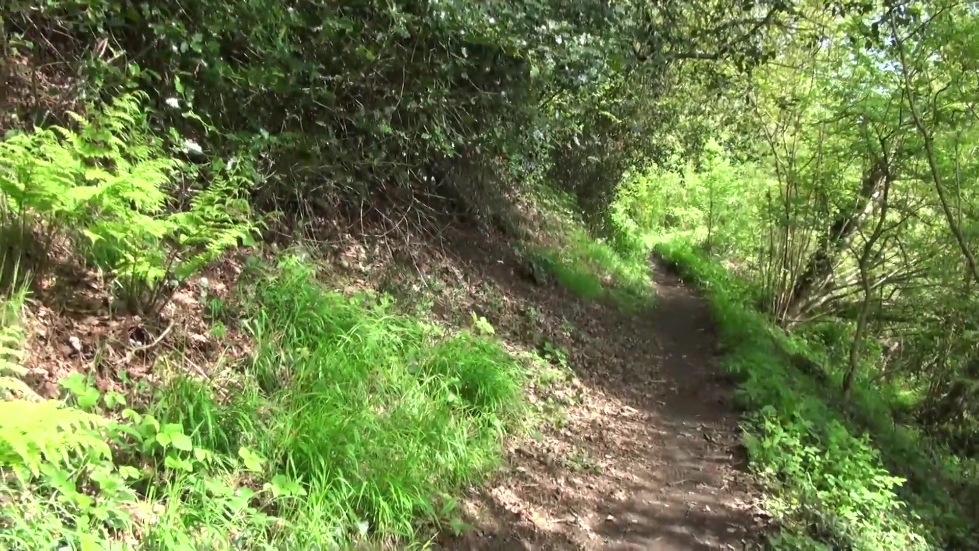 A Walk In The Woods Pt2 - TacAmateurs