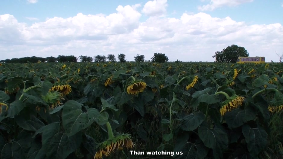 Lewd amateur couple strong orgasm in sunflowers field