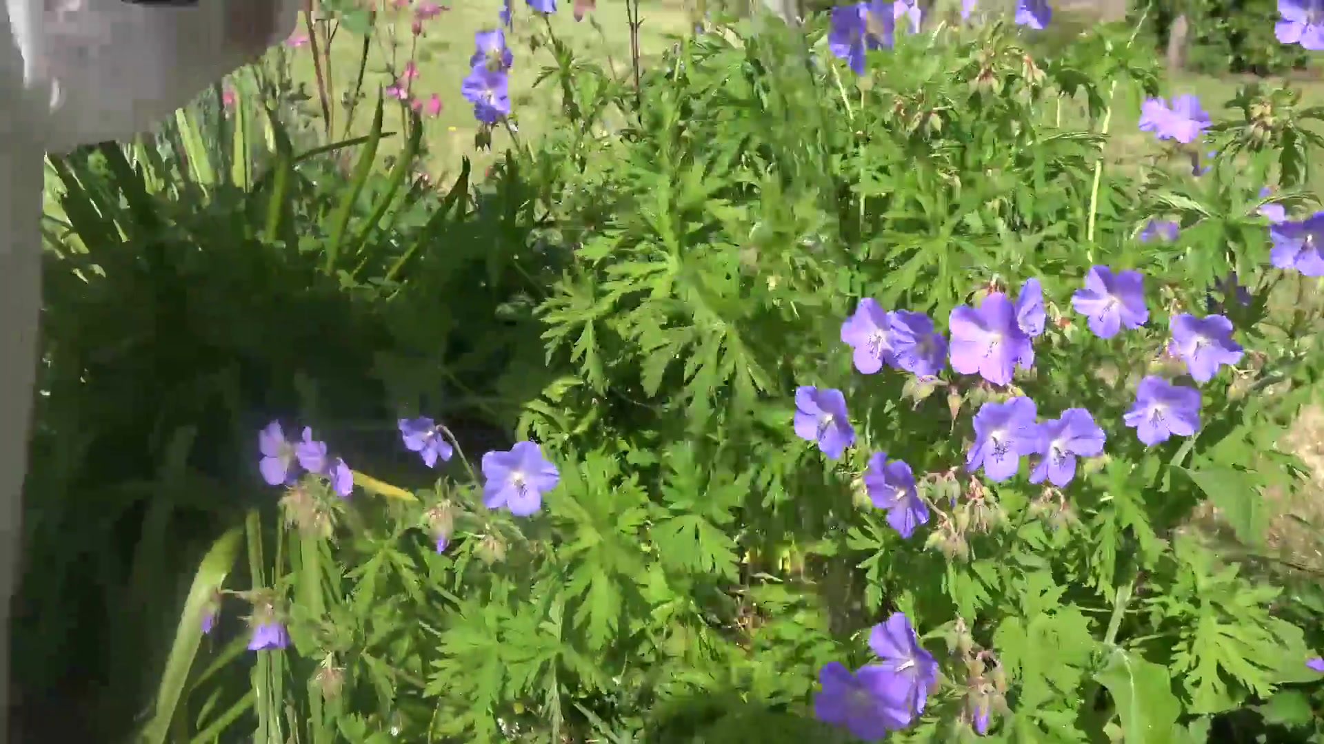 Watering My Plants Pt1 - TacAmateurs