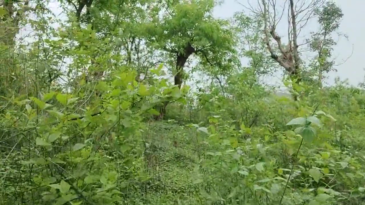 Two College Boys Went To The Hill Towards The Forest To Use The Bathroom And You Will Be Surprised By What Both Of Them Did
