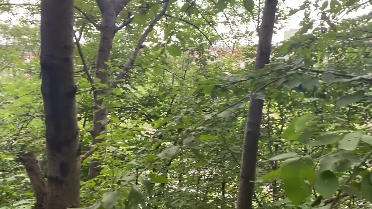 Fun In The Prague Forest