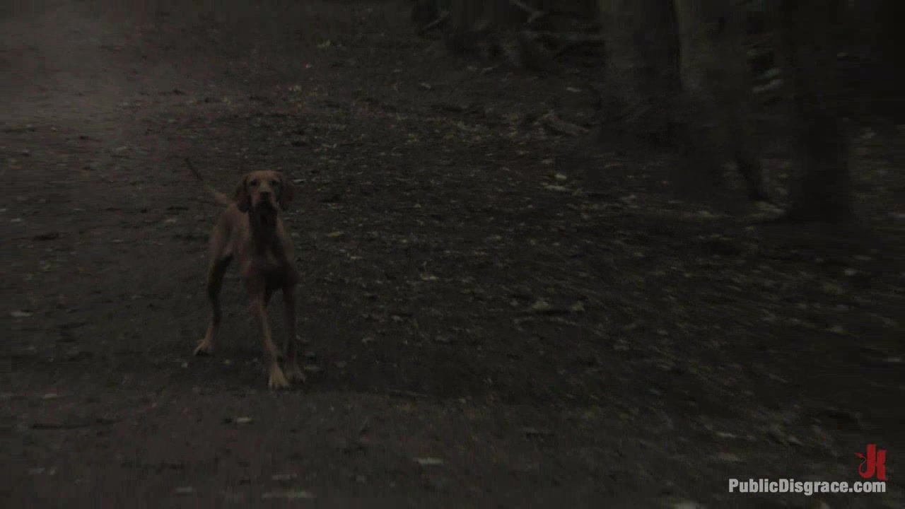 The Dog Walk