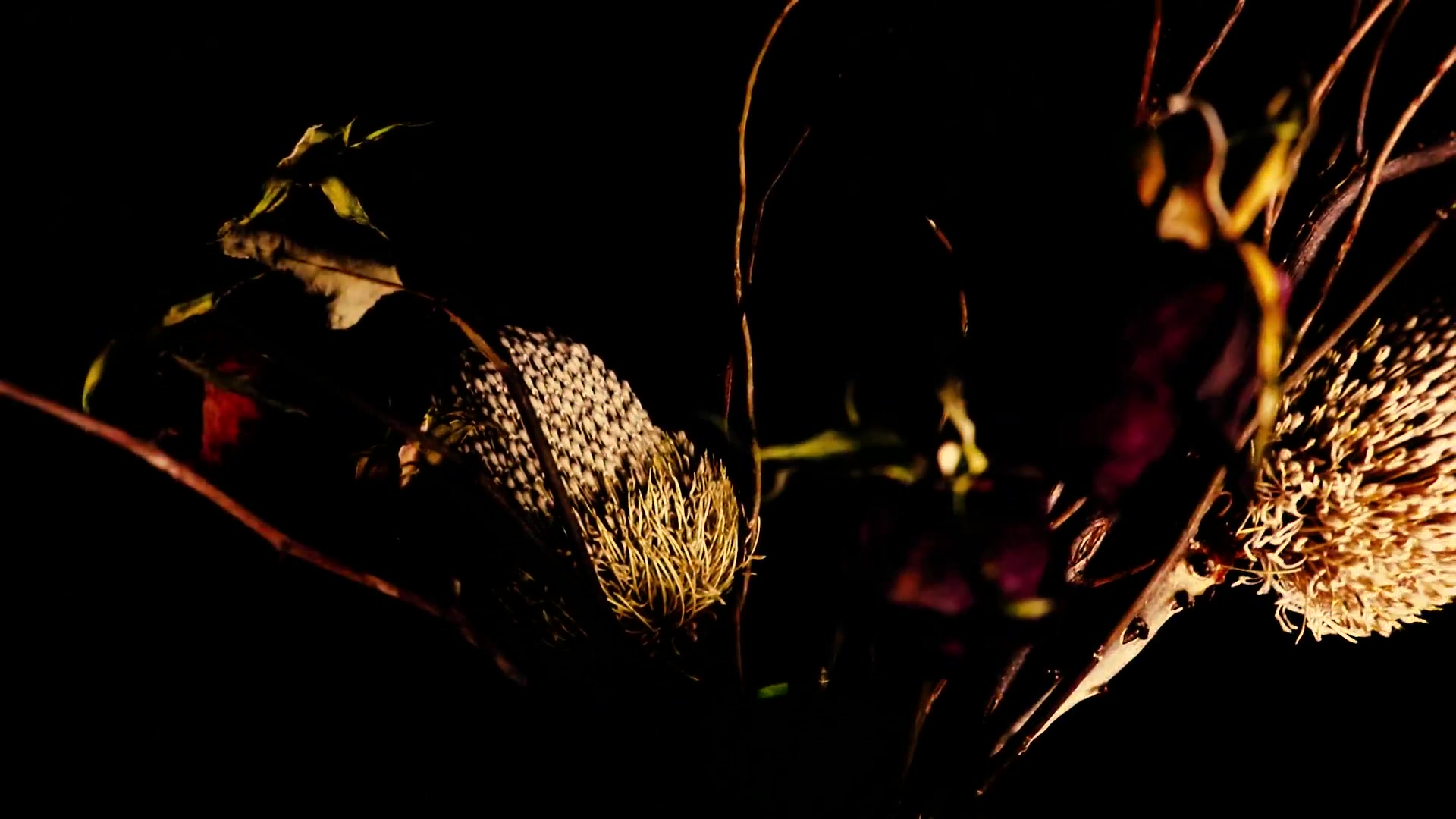 Dusk - Zcluster Music Video