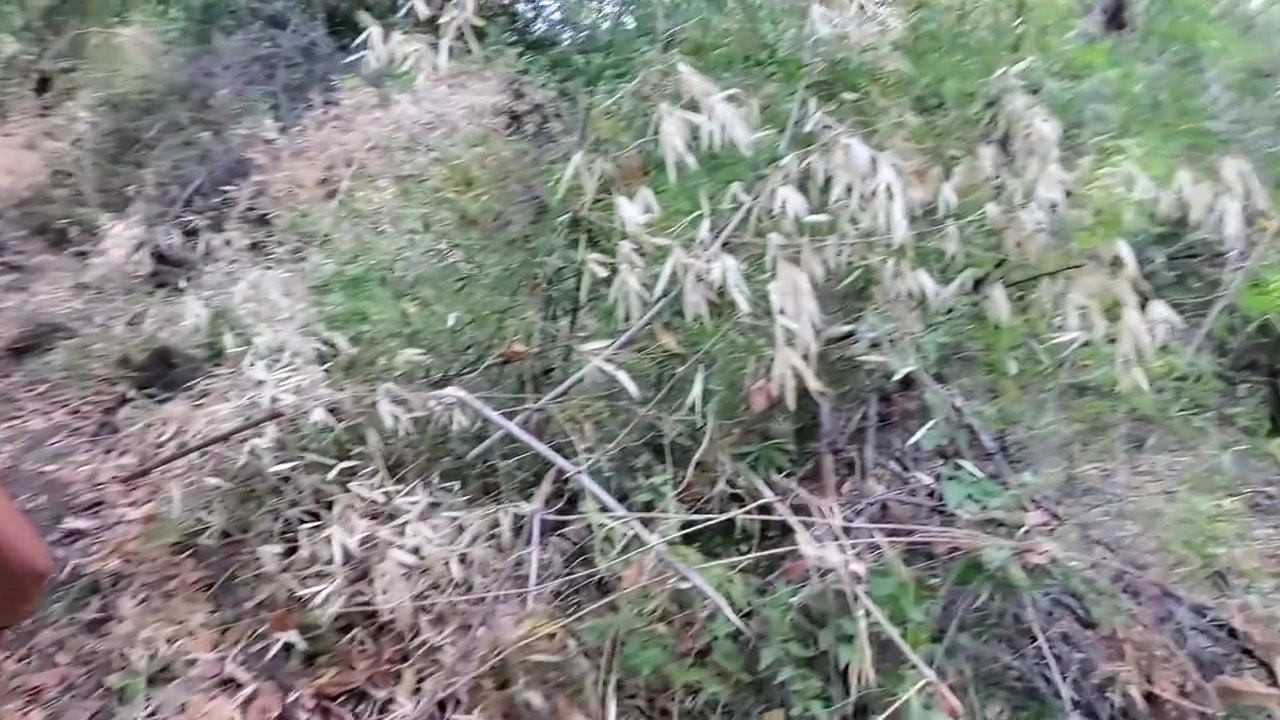 Fucking Hard An Asian teen 18+ In A Bamboo Forest During My Holidays In Asia! Creampie