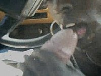 Big teeth nibble a cock