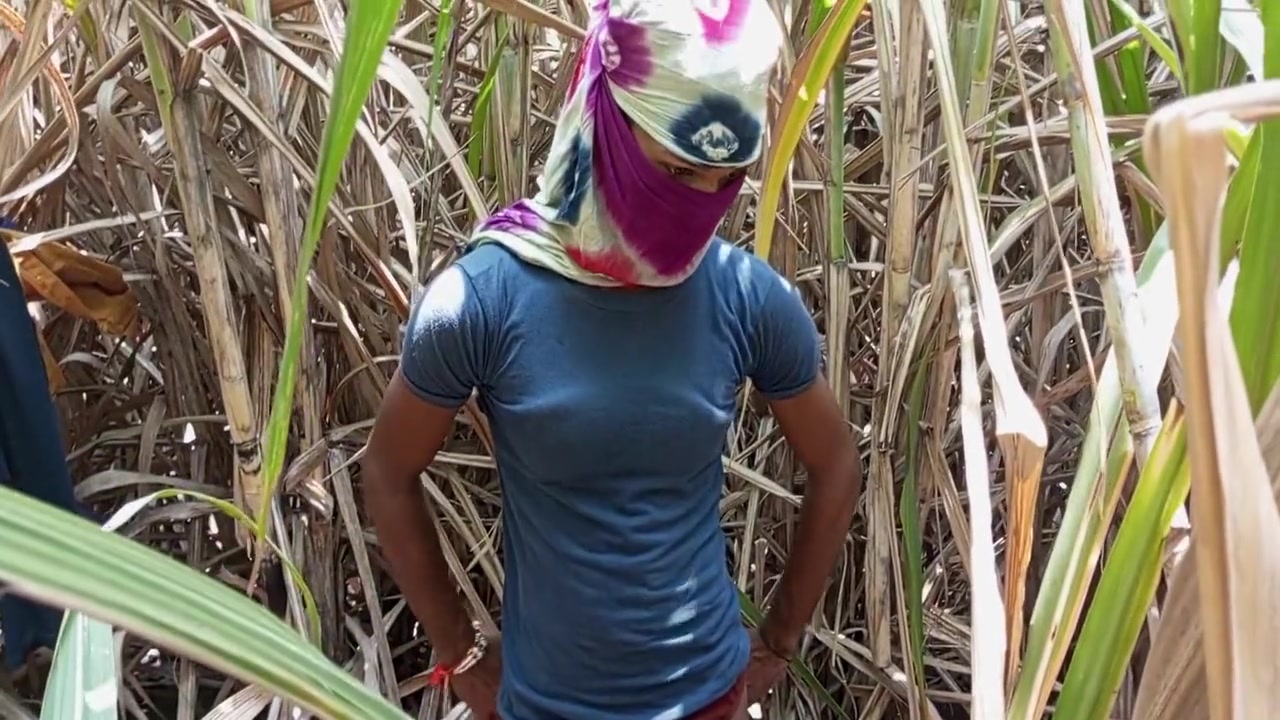 Field Full Of Greenery And Today Its Was Fun - Sugar Cane
