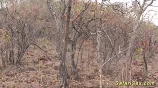 extreme sex safari fetish sex