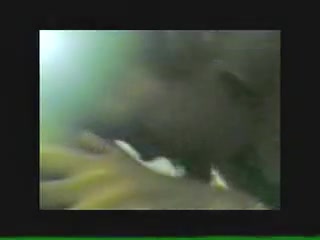 Asian bitch sucks cock with passion before fucking