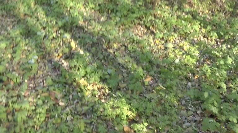 Outdoor blowjob and cum eating