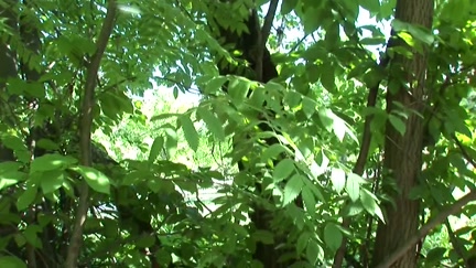 Brunette Hair engulfing in the bush