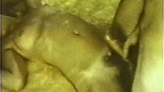 Peepshow Loops 91 70's and 80's - Scene 4