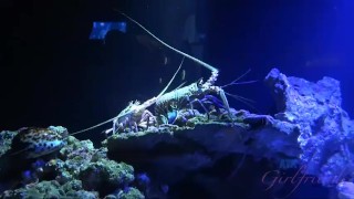 Holly Hendrix is very fun at the Maui Ocean Center