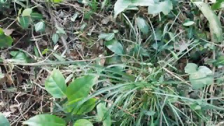 Stark naked Japanese fat frog lady in the swamp HD
