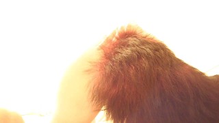 My Foxy Tail 6 Insertion