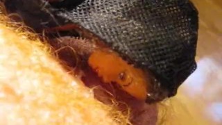 PREVIEW ONLY: PERM couch HJ demo (cumshot only)