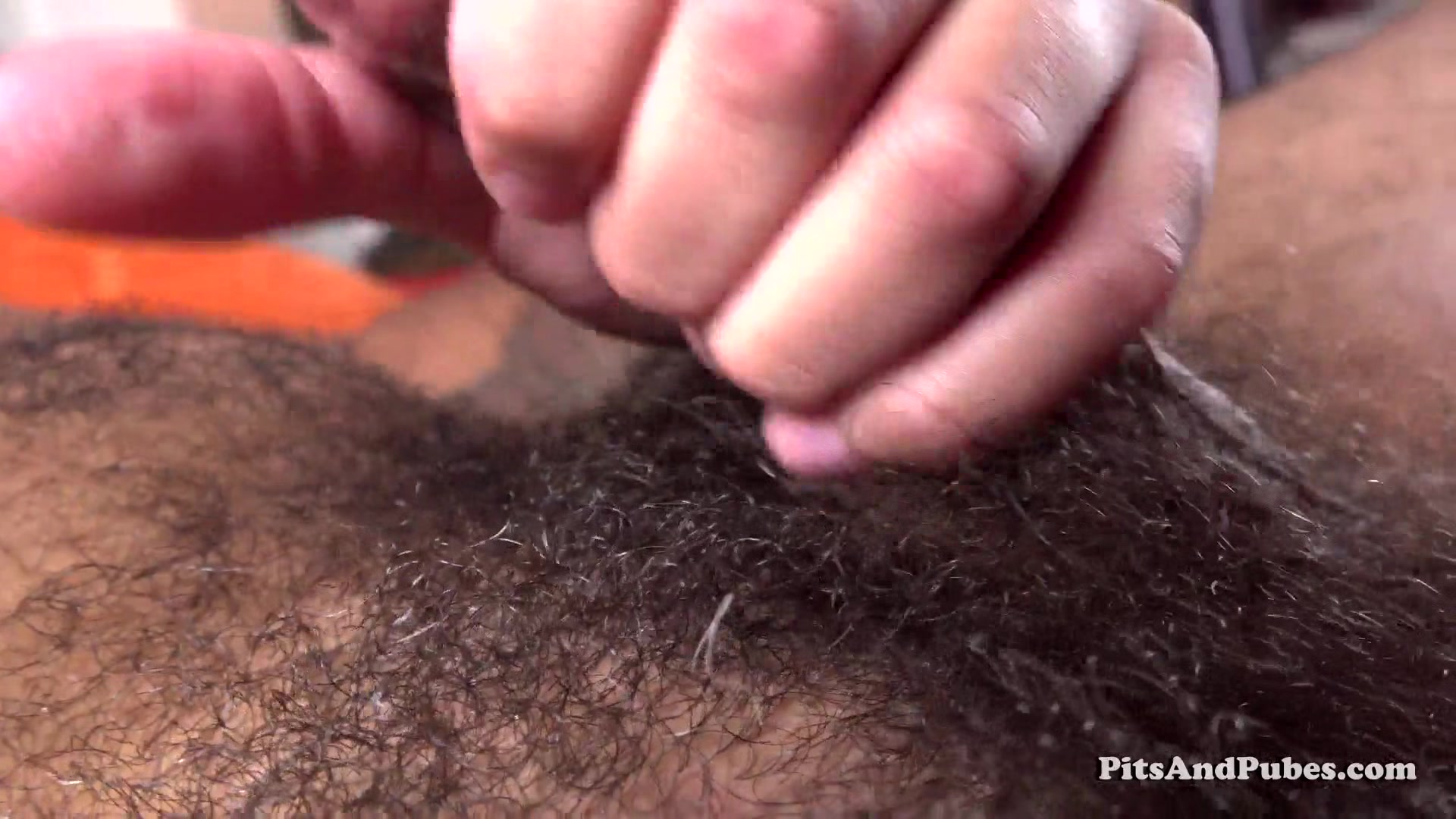 Big Curly Bush