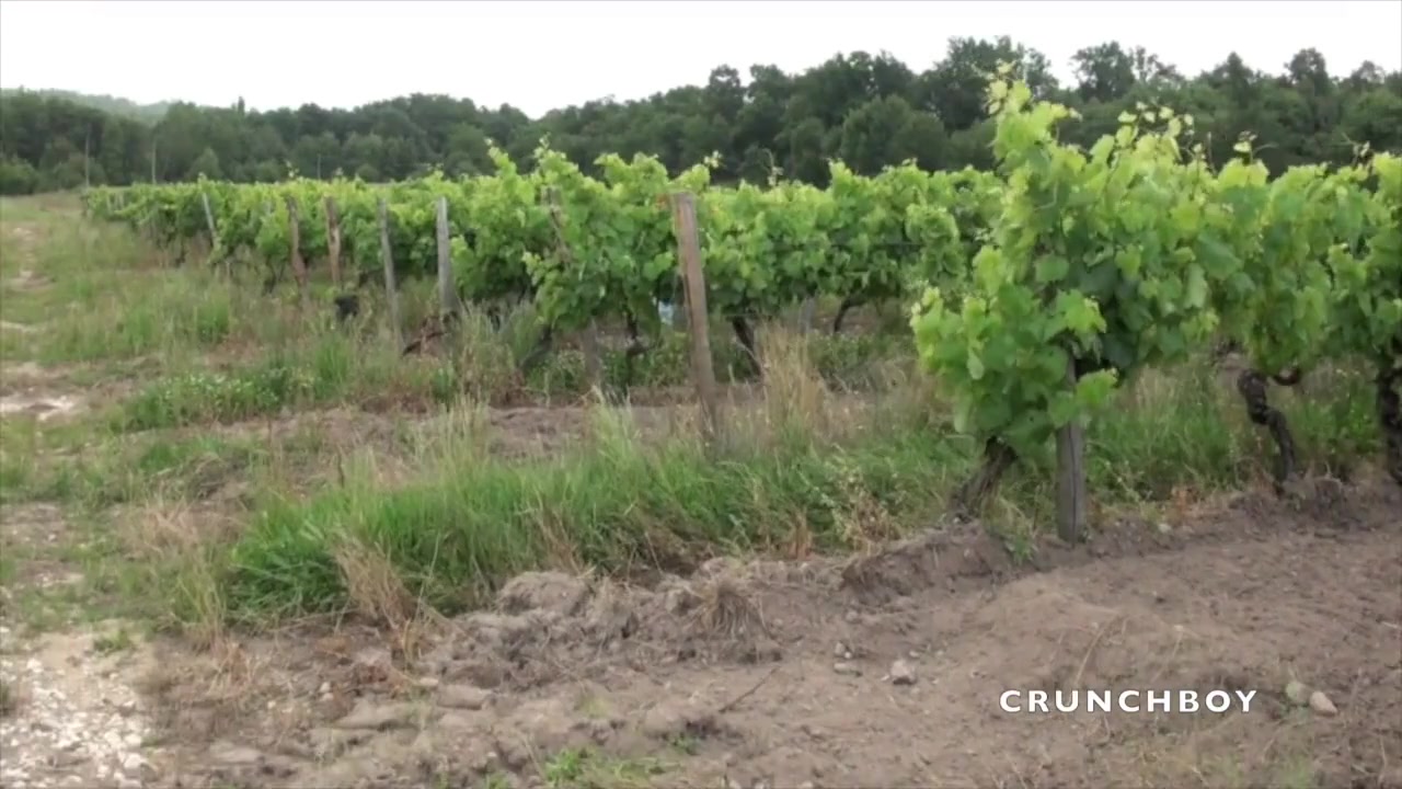 Exhib Risky In Wineyard By Nick And Guillauem Wayne - ExhibBoys