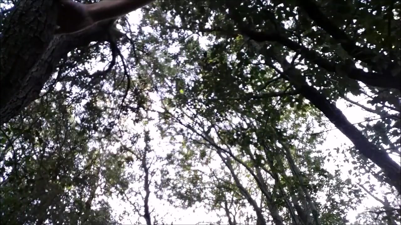 Garden Of Eden: 2 (forest / Outdoor / Mouth / Anal Pov / Feet)