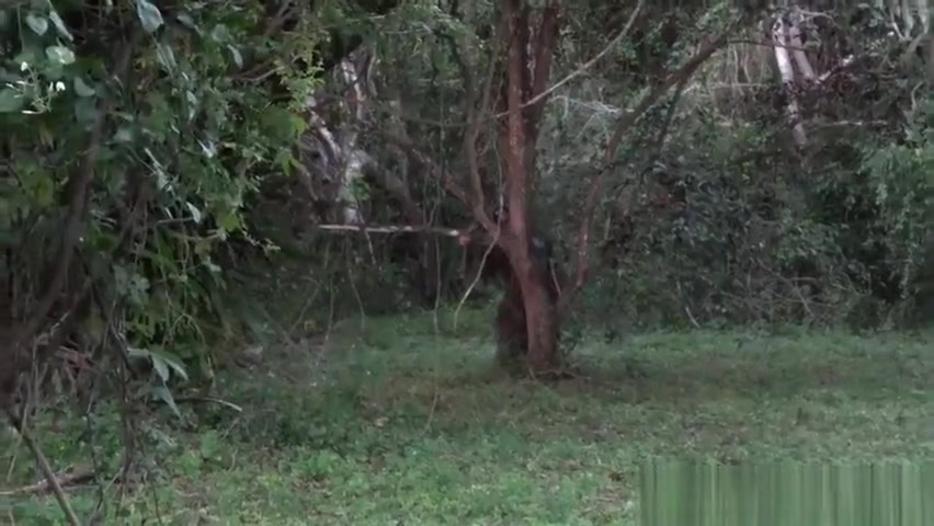 Amateur army muscle banged outdoors