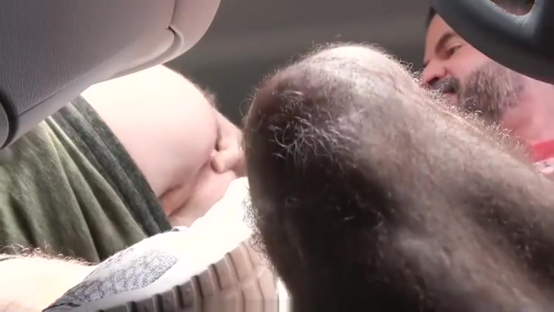 Family Dick