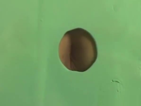 Gloryhole sexy newbies banging through that special hole