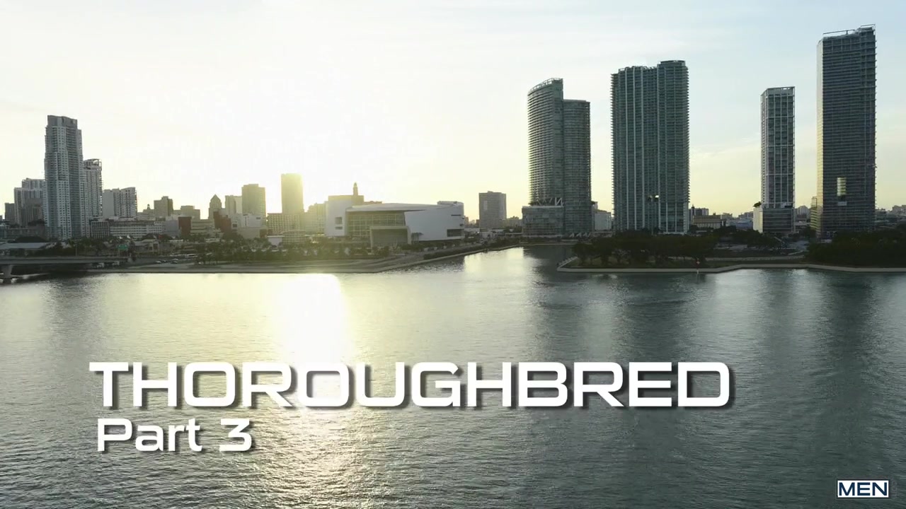 Thoroughbred 3