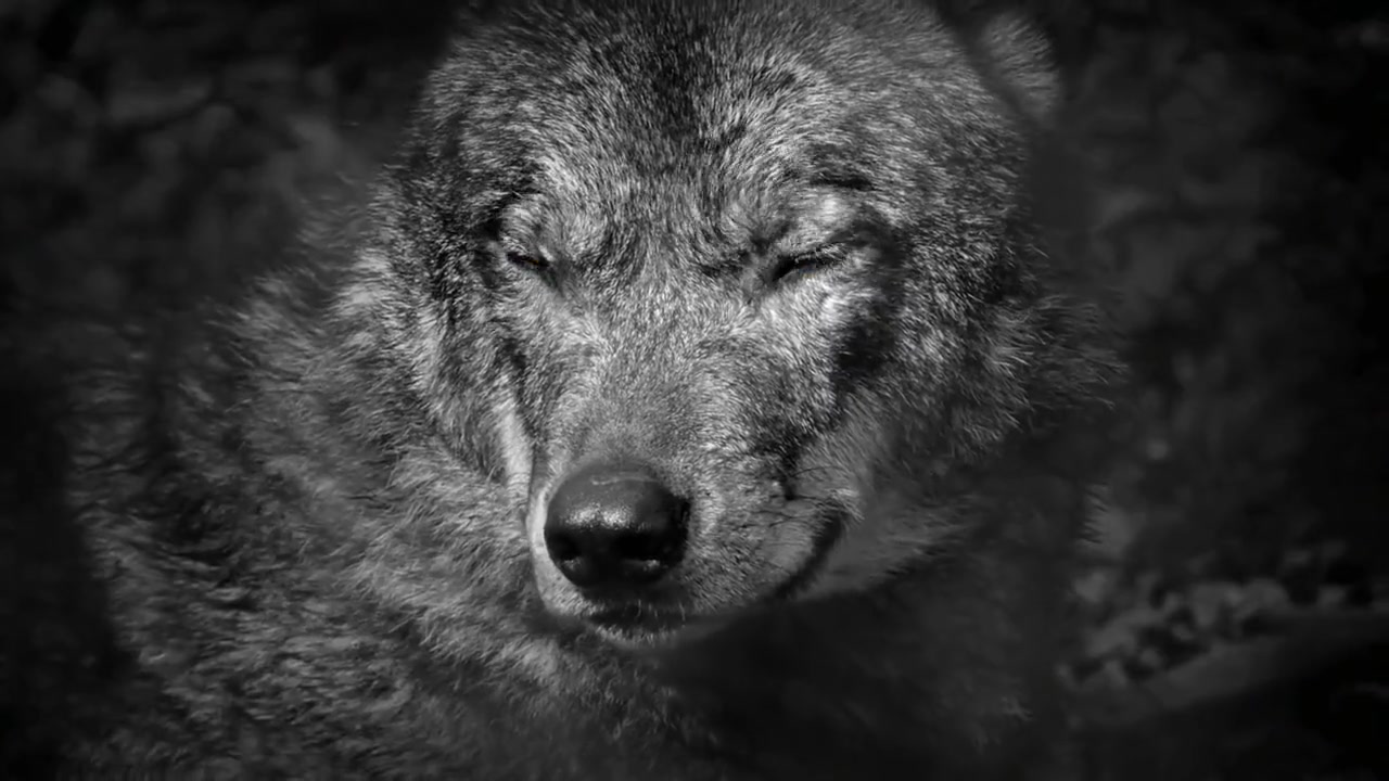 BAREBACK BOY MASSAGE - www.Flint-wolf.com