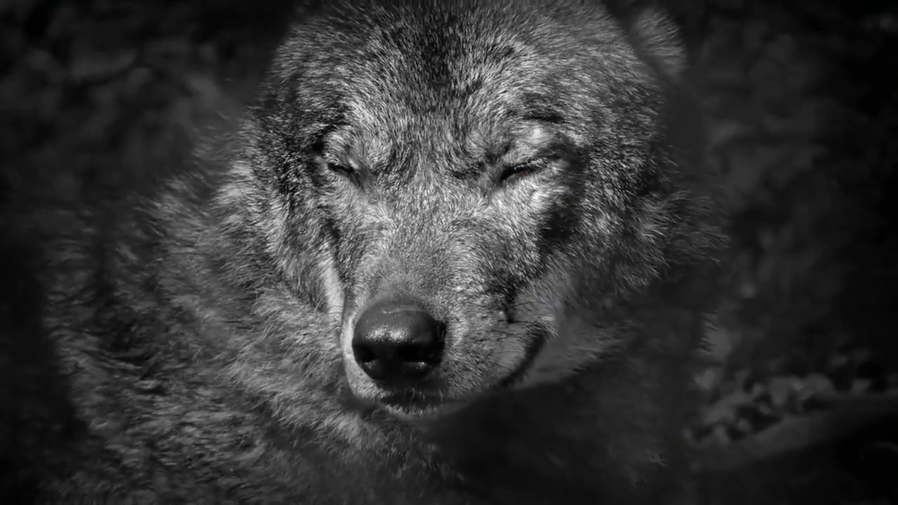 Straight first time ANAL FISTING, the Bear - Flint Wolf