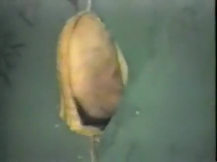 Vintage cowboy gloryhole sex