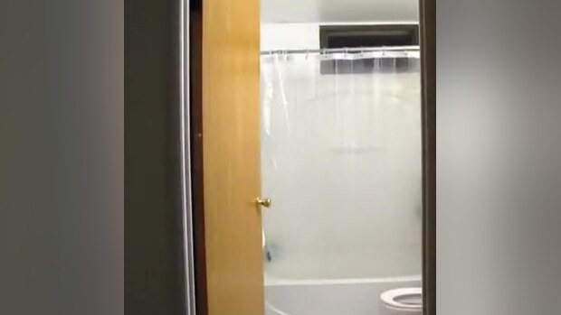 Cat Shower