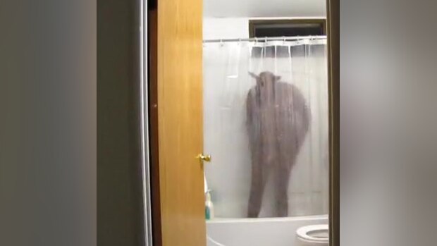 Cat Shower