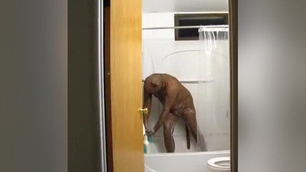 Cat Shower