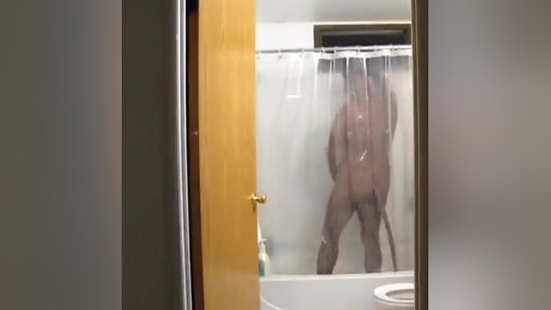 Cat Shower