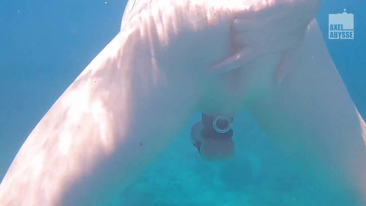 Freedive