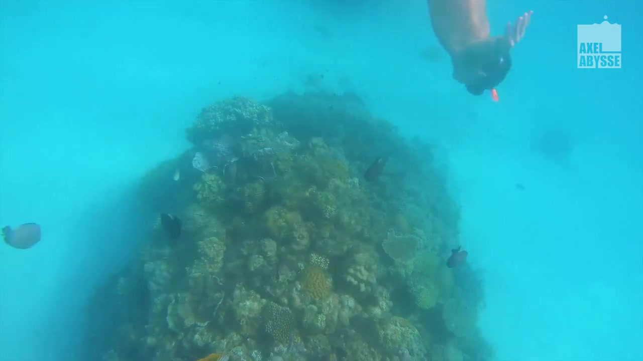 Freedive