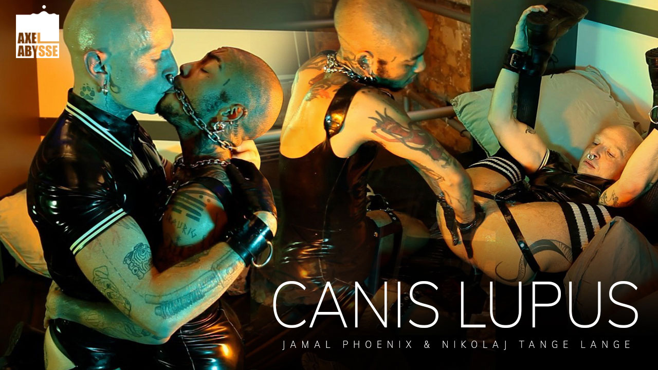 Canis Lupus