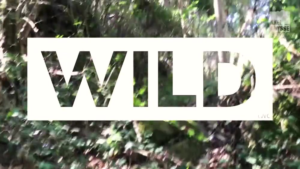 Wild, 2 - AxelAbysse