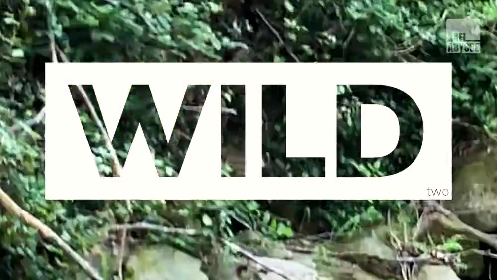 Wild, 2 - AxelAbysse