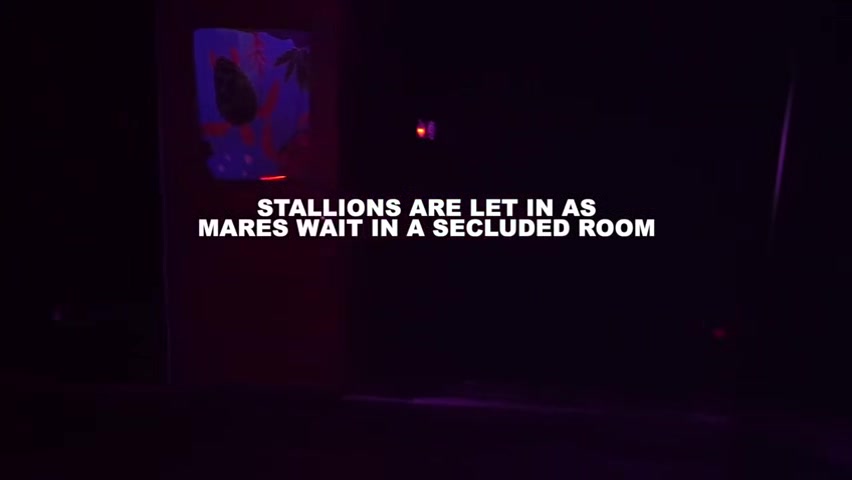 Mare Market P01 - PrivatePlaygroundXXX