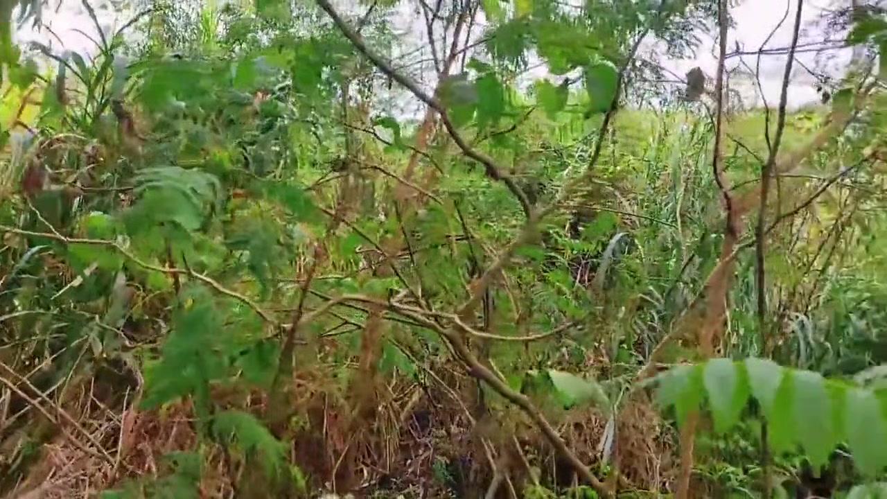 Encontrei O Moleque Fumando No Mato Dei O Cu Gostoso Pra Ele. 12 Min