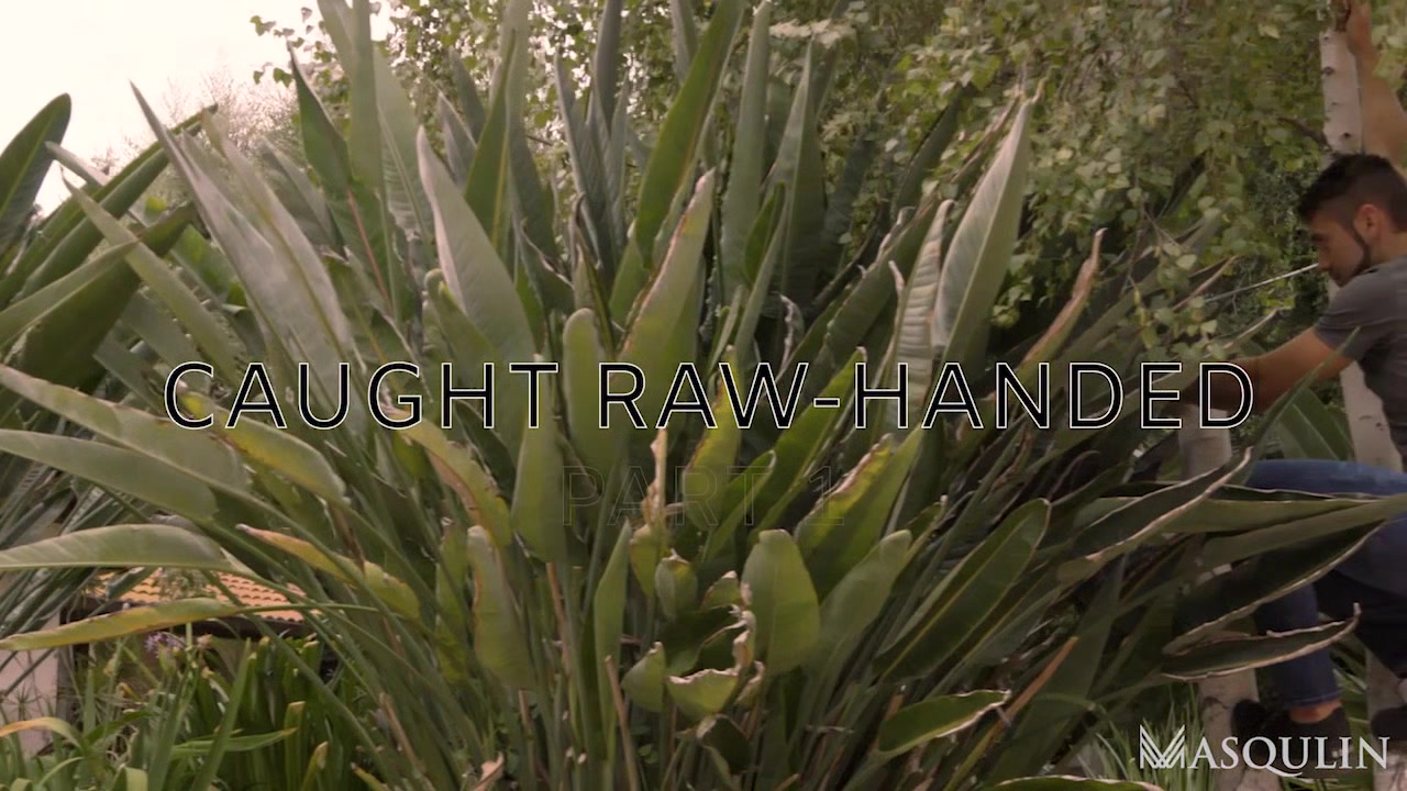 Caught Raw-Handed, Part 1 - Gay Bareback Video - Masqulin