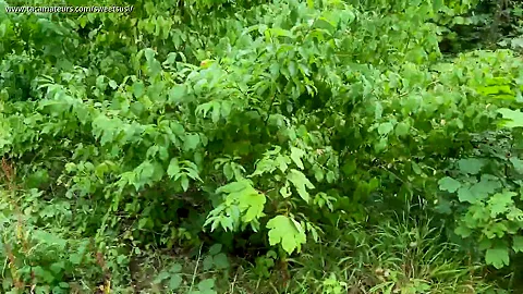 Dogging In The Forest
