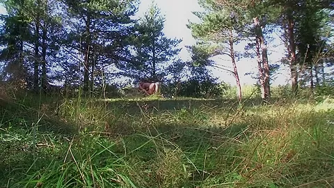 Elisse & Octavia & Liana & Lola & Raffaella & Vlaska in lesbian outdoor young sex video