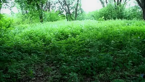 Willa in amateur girl sucks and fucks in a forest